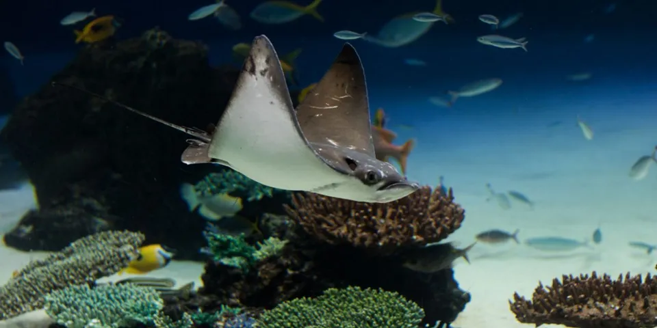 【撮影記録】学生必見！学割中の池袋サンシャイン水族館に行ってきた。