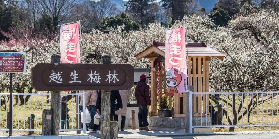 【関東三大梅林！】埼玉県の越生梅林梅まつりに行ってきた