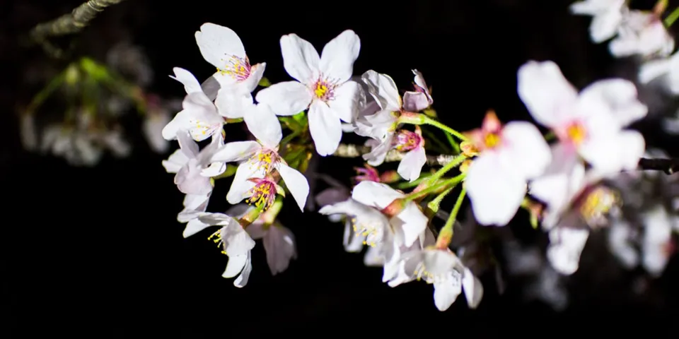 【撮影記録】仕事帰りに千鳥ヶ淵公園でお花見してきた〜iPhoneをライト代わりに使って夜桜を綺麗に撮影！