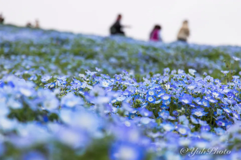 【撮影記録】ひたち海浜公園でネモフィラを撮ってきた｜SIGMA Contemporary 17-70mm F2.8-4 DC MACRO OS HSMが大活躍