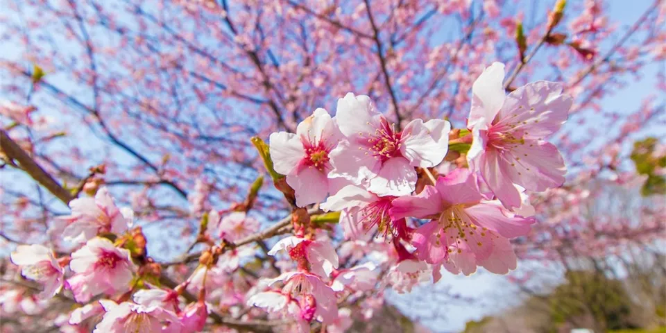 少し春を先取りしてきました！｜昭和記念公園で写真を撮ってきた