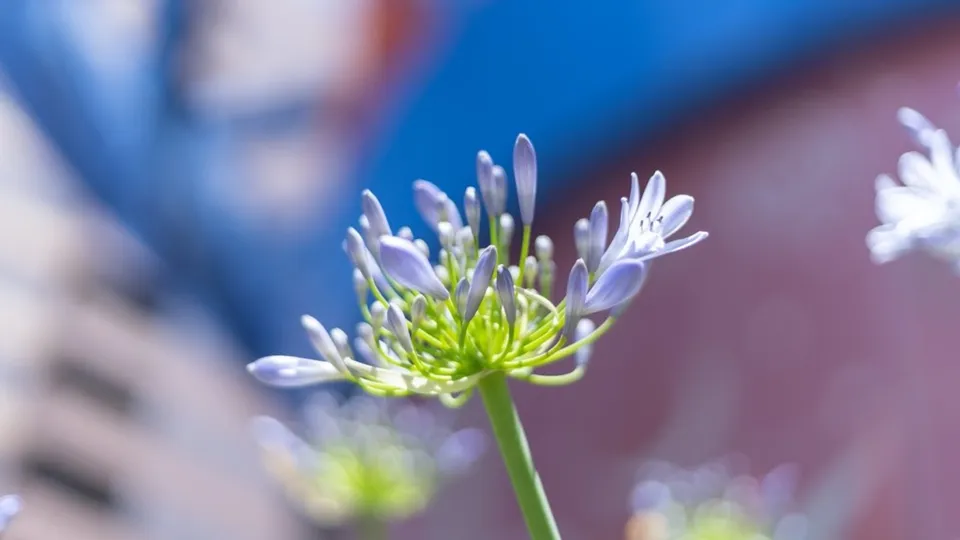 とても久しぶりに福岡市内を写真を撮りながら散歩してきた話｜Sony α7III、MC-11、EF50mm F1.8 STM